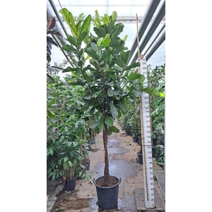 Ficus lyrata