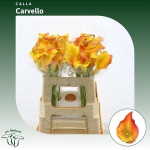 Calla Carvello