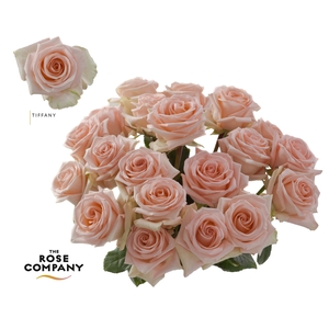 Rosa Ec Tiffany
