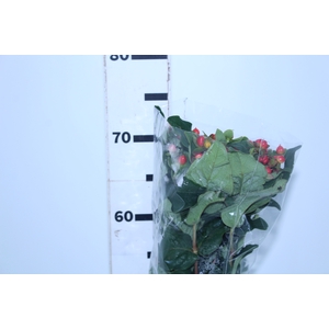HYPERICUM MAGICAL TRIUMPH 070 CM