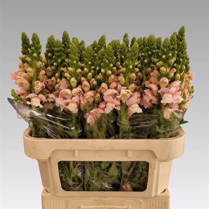 <h4>Antir Avignon Pink</h4>