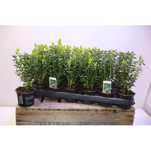 Buxu Sempervirens