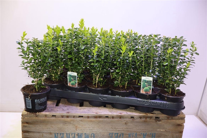 <h4>Buxu Sempervirens</h4>