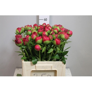 Paeo Com Performance