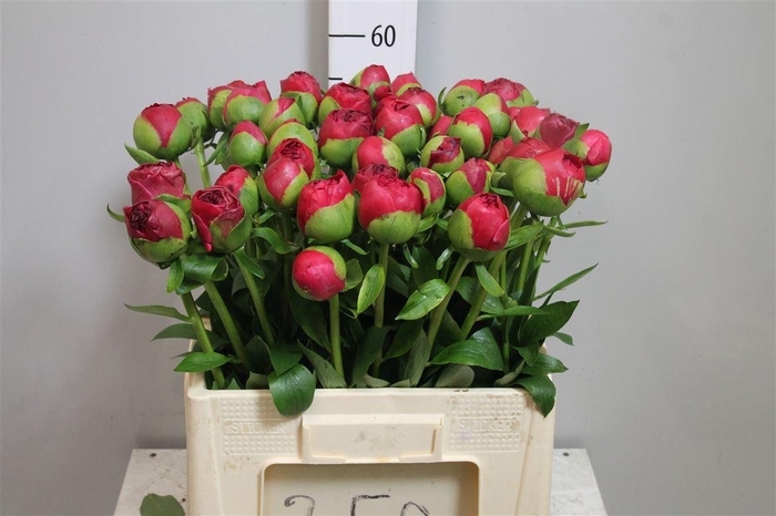 <h4>Paeo Com Performance</h4>