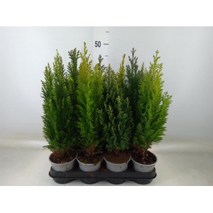 Conifers   ...mix
