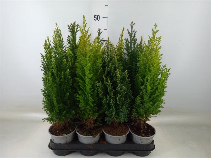 <h4>Conifers   ...mix</h4>