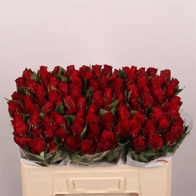 <h4>R GR RED TORCH</h4>