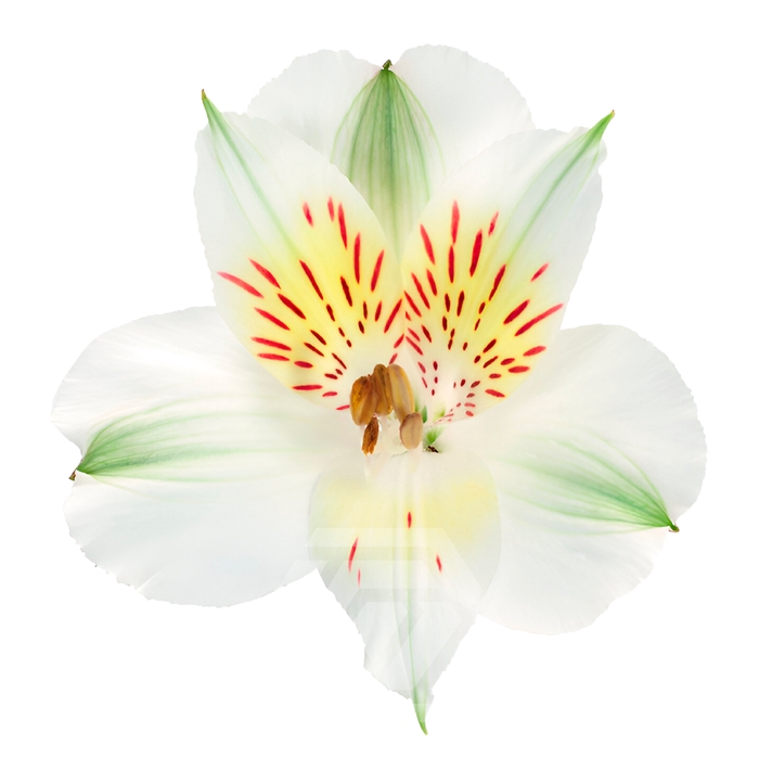 <h4>ALSTR WHISTLER 60CM Tessa</h4>