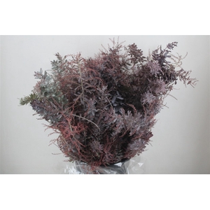 Mimosa Baleana Abs Red P Bunch