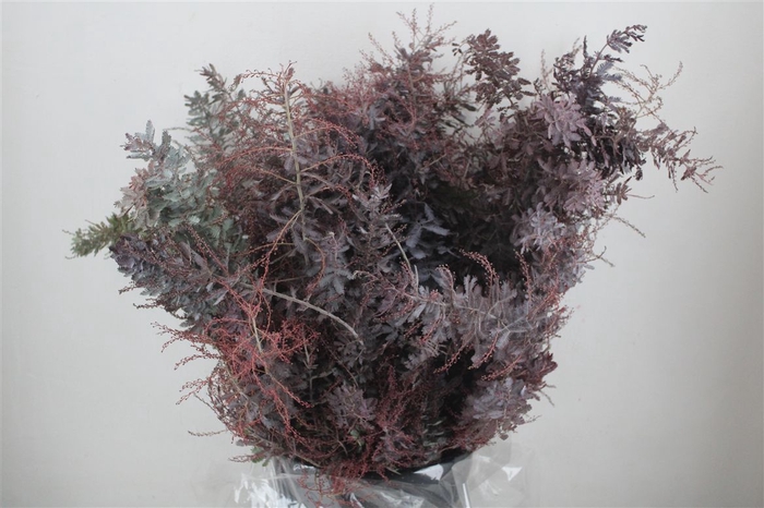 <h4>Mimosa Baleana Abs Red P Bunch</h4>