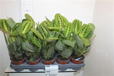 <h4>Maranta Lemon</h4>