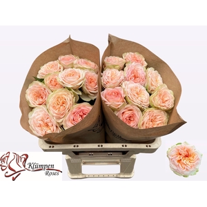 ROSA GR 'AMBERLEY PARK'