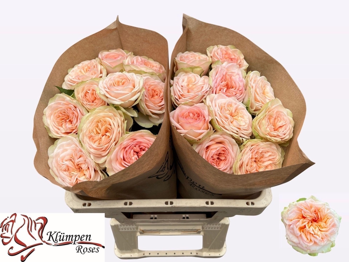 <h4>ROSA GR 'AMBERLEY PARK'</h4>