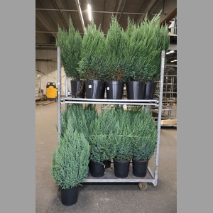 Juni Ch Stricta