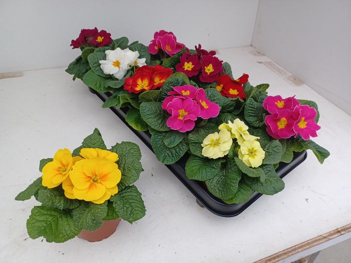 <h4>PRIM AC GEM</h4>