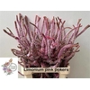 Psylliostachys Suwor Flowergarden