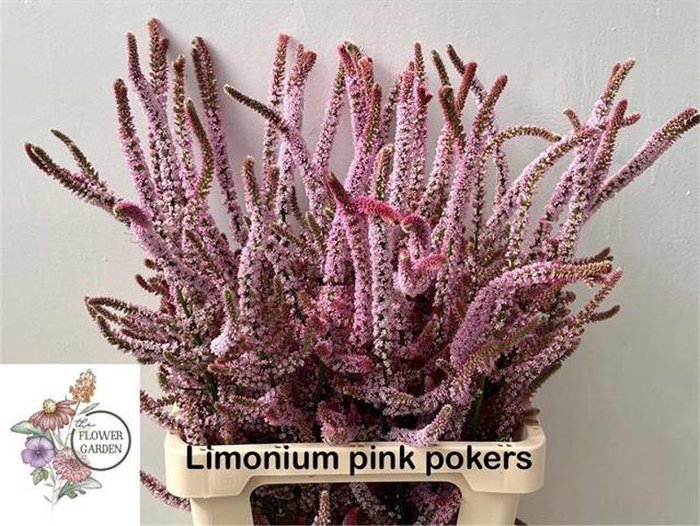 <h4>Psylliostachys Suwor Flowergarden</h4>