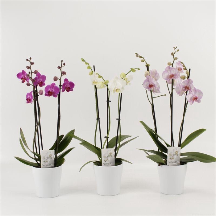 <h4>Phal Gemengd 3 Tak Keramiek Wit</h4>