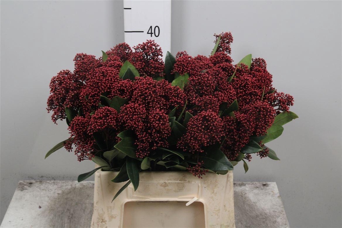 <h4>Skim J Rubella Bs</h4>