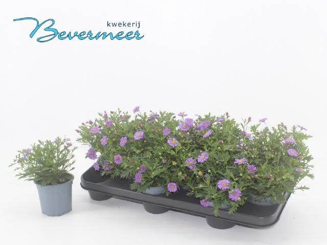 <h4>BRACH FRESCO PURPLE</h4>