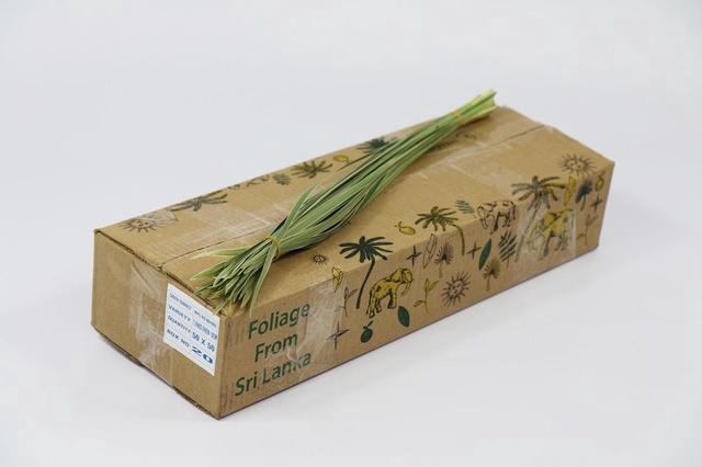 <h4>T-Grass (air) Variegated</h4>