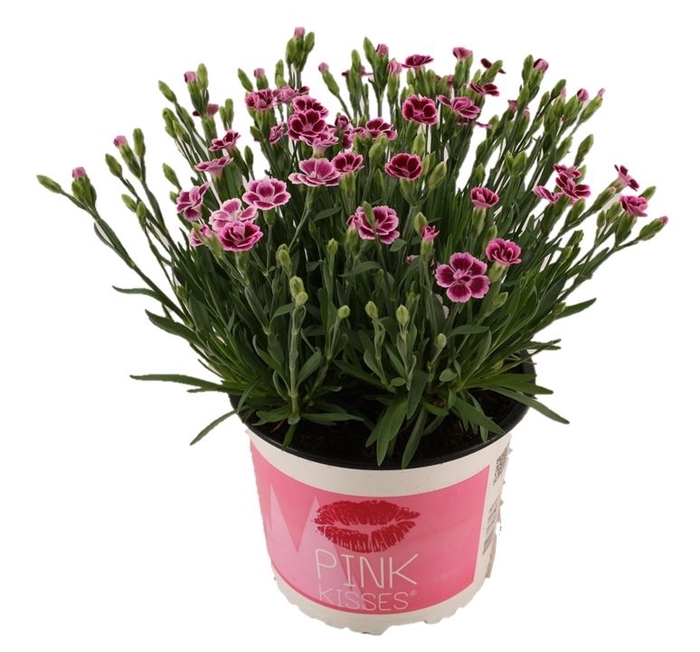 Dianthus Pink Kisses