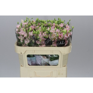 Eust En Bohemian Pink Feminine