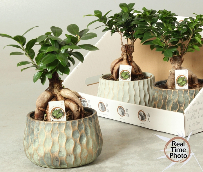 <h4>FIC MI GINSENG</h4>