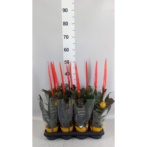 Vriesea  'Era'