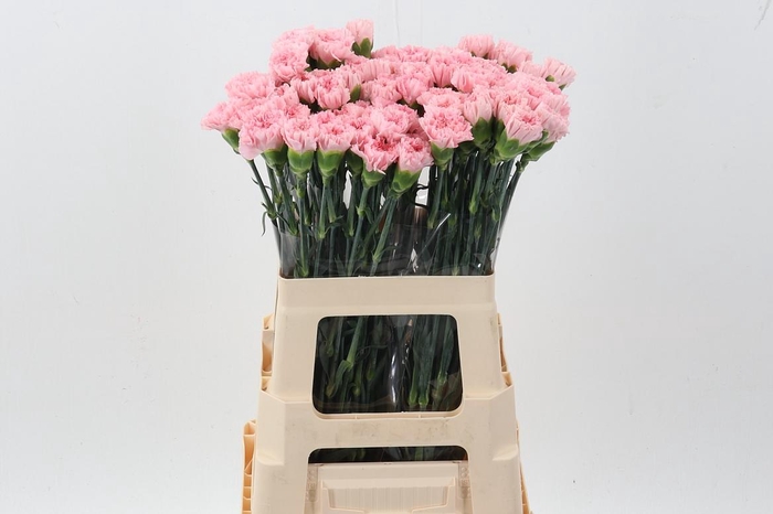 <h4>Di St Jodie</h4>