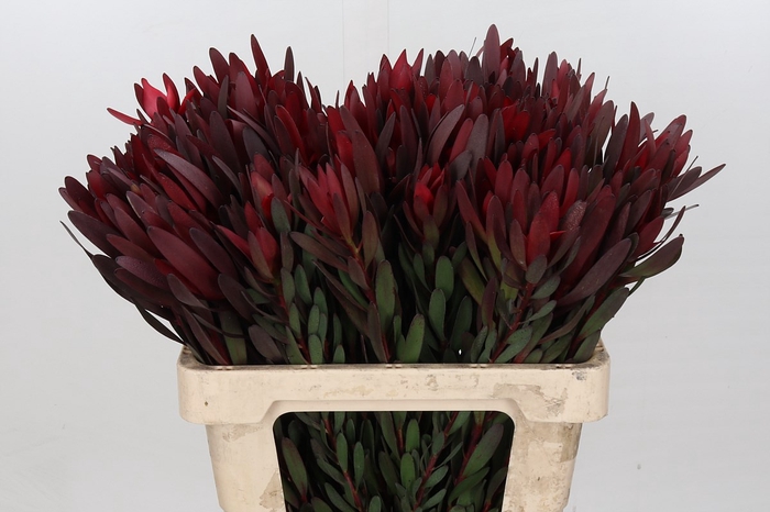 <h4>Leucadendron Saf Sunset Dark R.</h4>