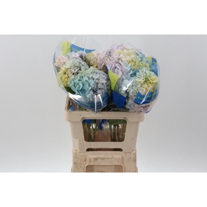 Hydr Rainbow Tinted Sel