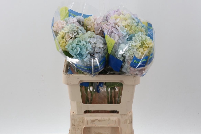 <h4>Hydr Rainbow Tinted Sel</h4>