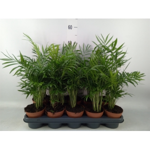 Chamaedorea elegans