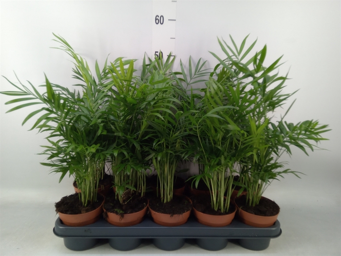 <h4>Chamaedorea elegans</h4>