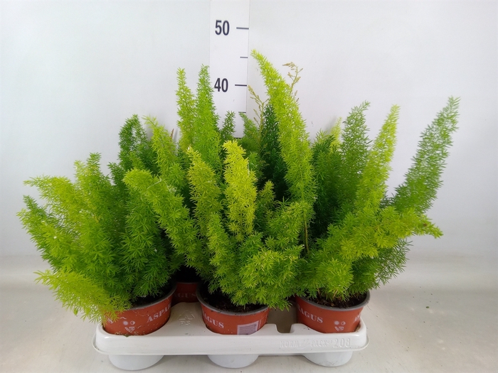 <h4>Asparagus dens. 'Meyers'</h4>