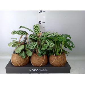 Planten Groen   ...mix  3