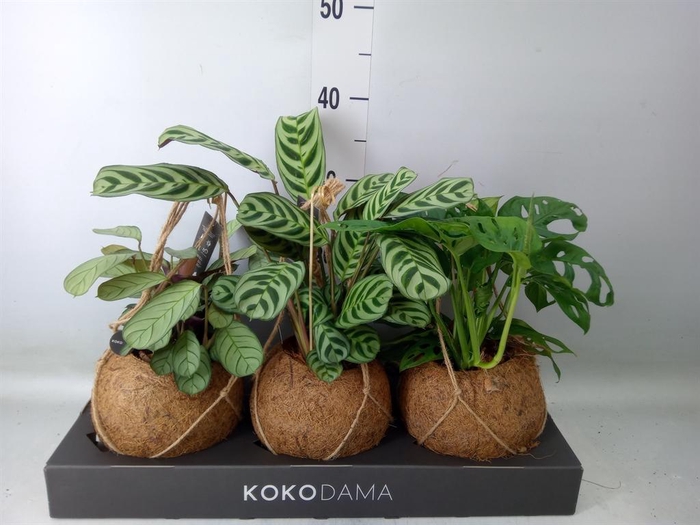 <h4>Planten Groen ...mix 3</h4>