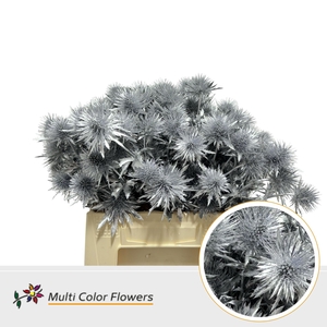 Eryngium Zilver