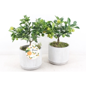 arr3 SN - Ker. streep pot Citrus x6