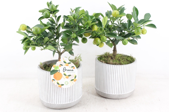<h4>arr3 SN - Ker. streep pot Citrus x6</h4>