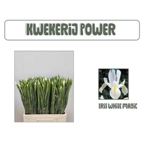 IRIS NOFA WHITE