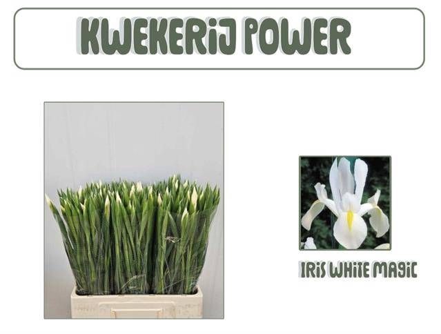 <h4>IRIS NOFA WHITE</h4>