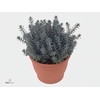 Sedum reflexum