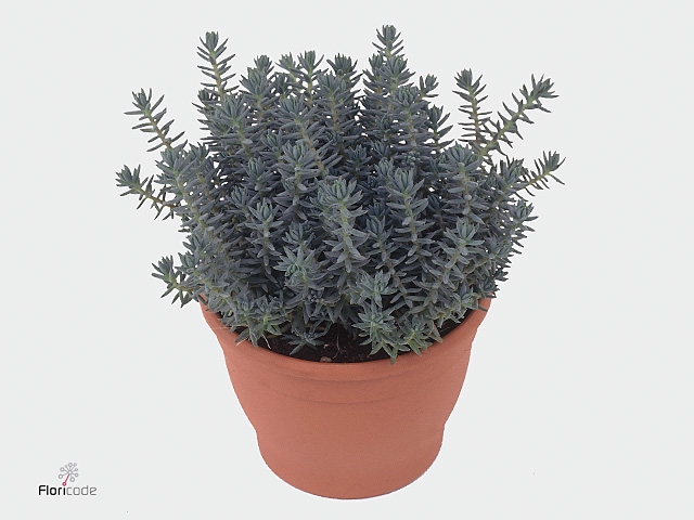 Sedum reflexum