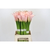 Zantedeschia Eydolls Pink
