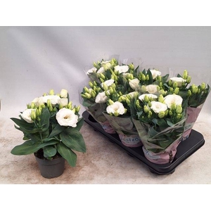 Eustoma russellianum Julietta White 12Ø 29cm