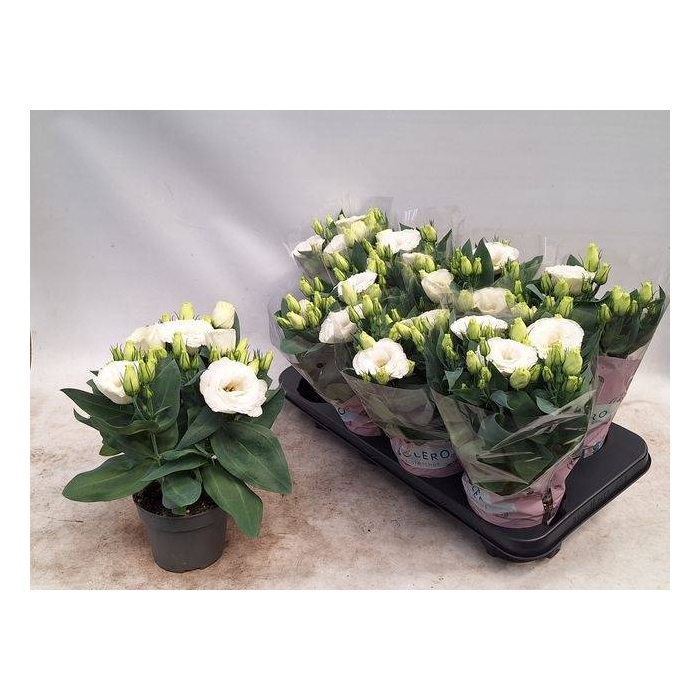 <h4>Eustoma russellianum Julietta White 12Ø 29cm</h4>