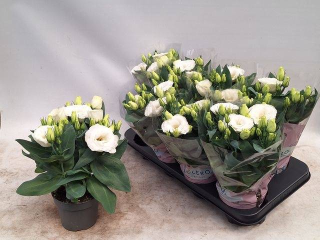 Eustoma russellianum Julietta White 12Ø 29cm